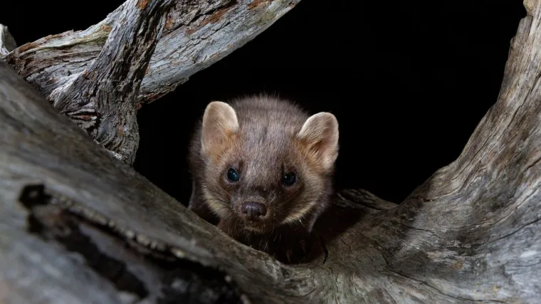 WHO ispituje biosigurnost na farmama za uzgoj kuna