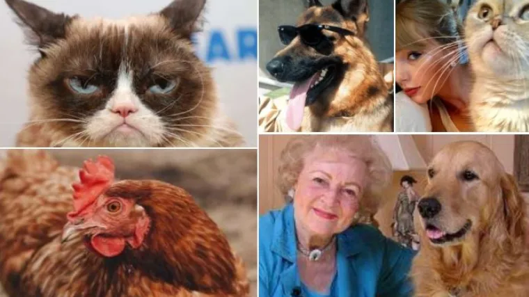 Grumpy Cat, mačka Taylor Swift, čivava Conchita: Ovo su najbogatije životinje u povijesti