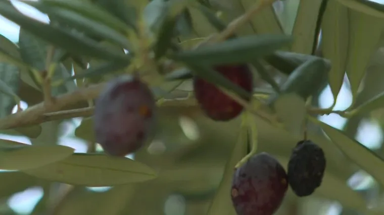 Maslinari otkrivaju sve tajne maslina te otkrivaju kakve veze one imaju sa ženidbom