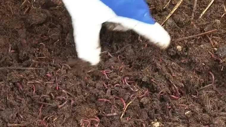 Čuli ste za farme svinja, krava, koko&scaron;i... No sve vi&scaron;e Hrvata ima farme glista koje uzgajaju za vlastite potrebe