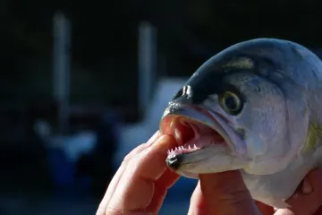 Potraga istražuje kako je agresivna riba koja doslovce komada orade, brancine i ciple zagospodarila i sjevernim Jadranom