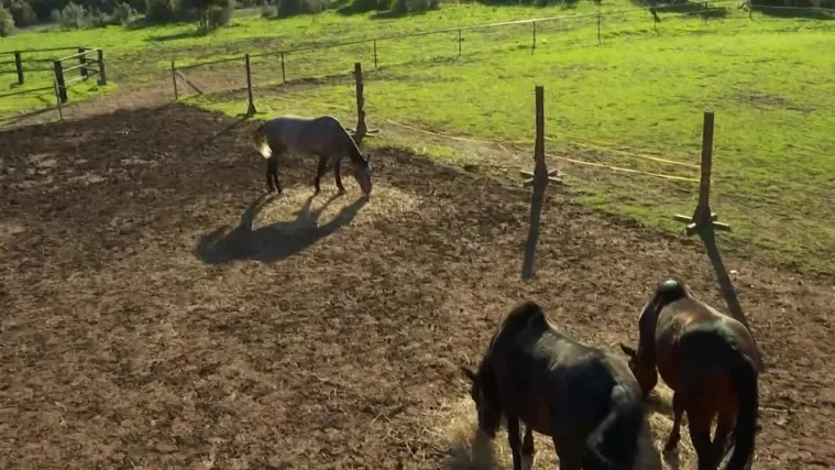 Rad kluba je spasio sedam konja od nesretnih sudbina: 'Joly je imao problema s kopitima. Danas je sretan'