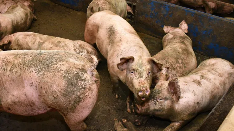 Hrvatska udruga proizvođača svinja upozorava: Uvozi se sumnjivo meso iz visoko rizičnih zemalja i ugrožava se zdravlje građana