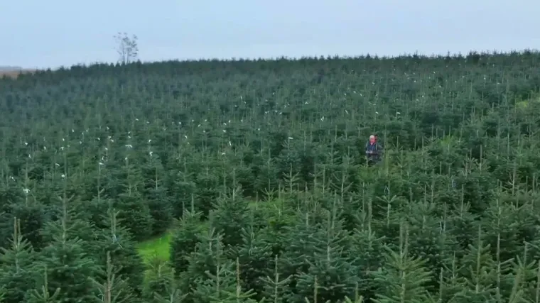 Mjesec dana je do Božića, a prodavači jo&scaron; ne znaju koliko borova treba posjeći: 'Ni sami nismo sigurni &scaron;to će se događati'