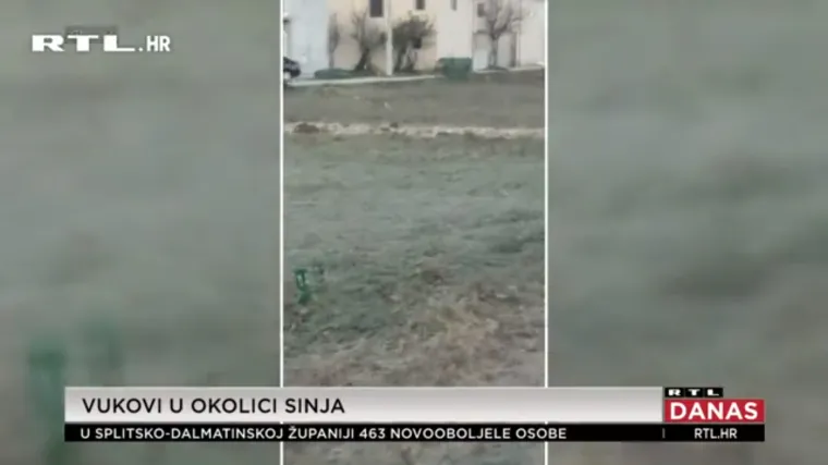 Snimke vukova koji haraju po naseljima u potrazi za hranom uznemirile stanovnik