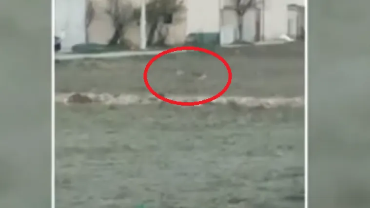 Vukovi tumaraju naseljima u potrazi za hranom