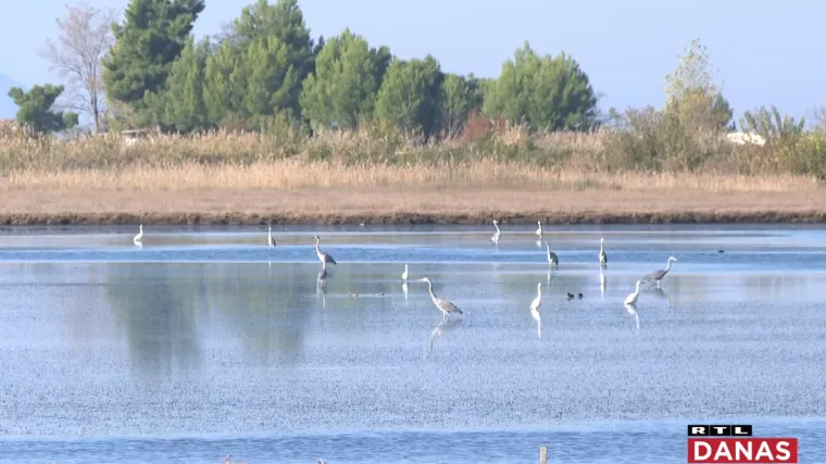 Sve vi&scaron;e Europljana dolazi u Zlatnu dolinu na promatranje ptica: 'Imamo od osam do deset tisuća ptica u jednom obilasku'
