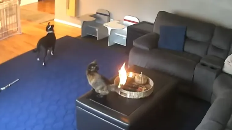 Pas uplašeno promatrao, a mačkina reakcija zbunila internet