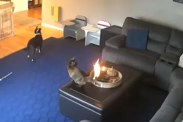 Pas uplašeno promatrao, a mačkina reakcija zbunila internet