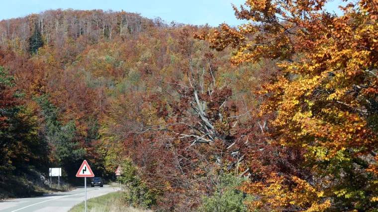 Otac naredio sinu i njegovom prijatelju da uđu u auto, odvezao ih u &scaron;umu, zavezao za stabla i izudarao &scaron;ibom