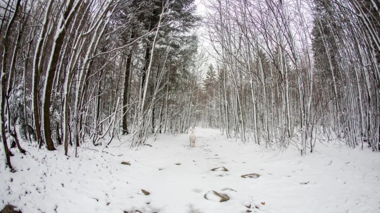 Temperature u debelom minusu, do sutra ponegdje i vi&scaron;e od 30 cm snijega, a Dalmaciji prijete bujične poplave
