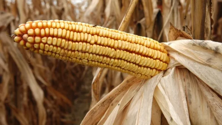 Nije im platio račune za kukuruz, &scaron;teta je gotovo 200 tisuća kuna