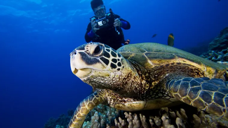 'Veliki koraljni greben je u kritičnom stanju'