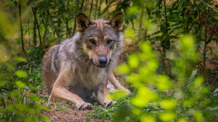 Sve če&scaron;će i bliže su naseljima; Mje&scaron;tani u strahu: 'Zvijeri ne biraju ni mjesto ni vrijeme napada'