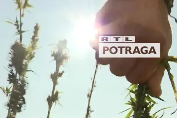 Je li odluka UN-a put prema legalizaciji? Potraga sa Zagrepčaninom koji marihuanu uzgaja sam