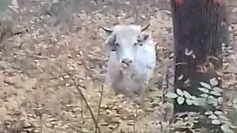 Za bikom tragali dronovi, a bijeg mu je spasio život; 'Kad bi izašao u grad, samo bi šetao'