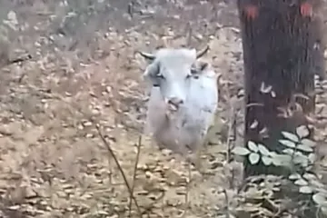 Za bikom tragali dronovi, a bijeg mu je spasio život; 'Kad bi izašao u grad, samo bi šetao'