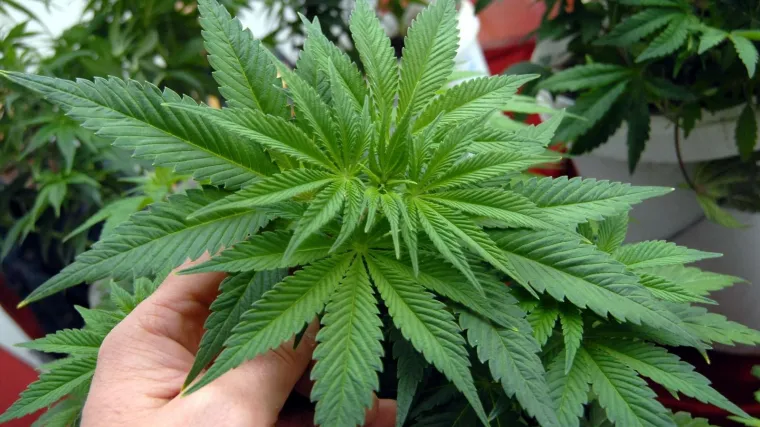 'Dobili smo dojavu da je plantažu imao u kući'