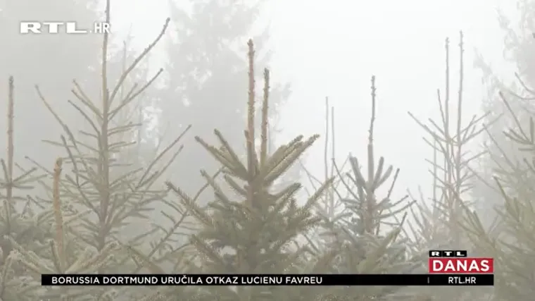 Iako je božićno vrijeme ove godine u sjeni korone, nema blagdana bez drvca. Kako izgleda uzgoj jelki u Gorskom kotaru?