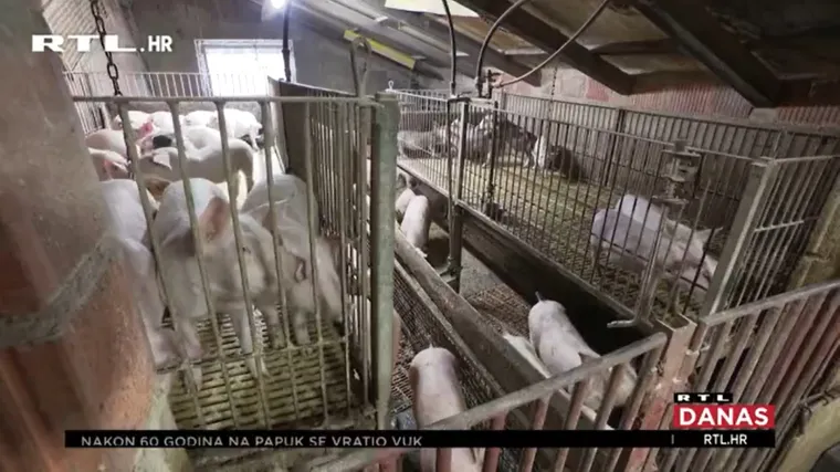 Odojci nikad jeftiniji