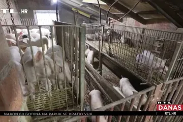 Odojci nikad jeftiniji