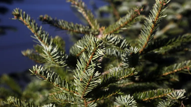 Božićna drvca idu kao luda, prodaja skočila za vi&scaron;e od 20 posto, neki prodavači nadaju se prodati sve i prije Badnjaka