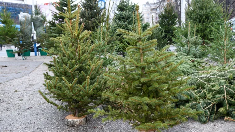 Tučnjava prodavača jelki u Zagrebu: Nagovorila skupinu mu&scaron;karaca da joj napadnu konkurenta. Radile &scaron;ake, letjeli željezni stalci