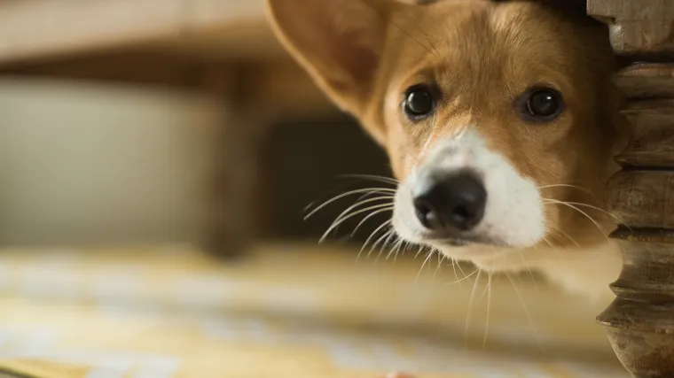 Novo istraživanje otkrilo za&scaron;to se nikada ne biste trebali derati na svoje pse