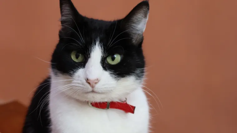 Mačak koji je spa&scaron;en u zadnji čas danas je zamjenik ministrice za&scaron;tite okoli&scaron;a