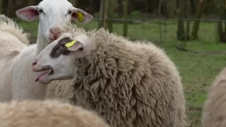 Hoće li biti dovoljno janjaca za Novu godinu? Vlasnica OPG-a poručuje: 'Prodali smo sve...'