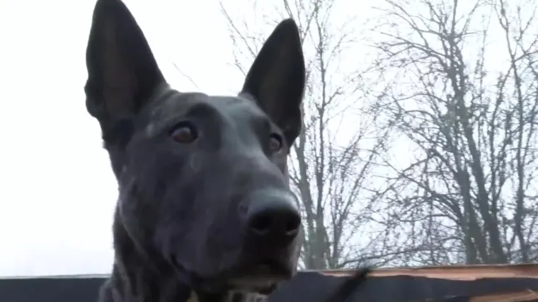 Već se danima spa&scaron;avaju unesrećeni iz potresa, u tome pomažu i potražni psi: 'Imaju neprocjenivu vrijednost'