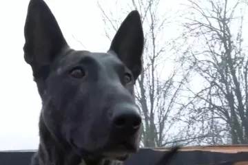 Već se danima spašavaju unesrećeni iz potresa, u tome pomažu i potražni psi: 'Imaju neprocjenivu vrijednost'