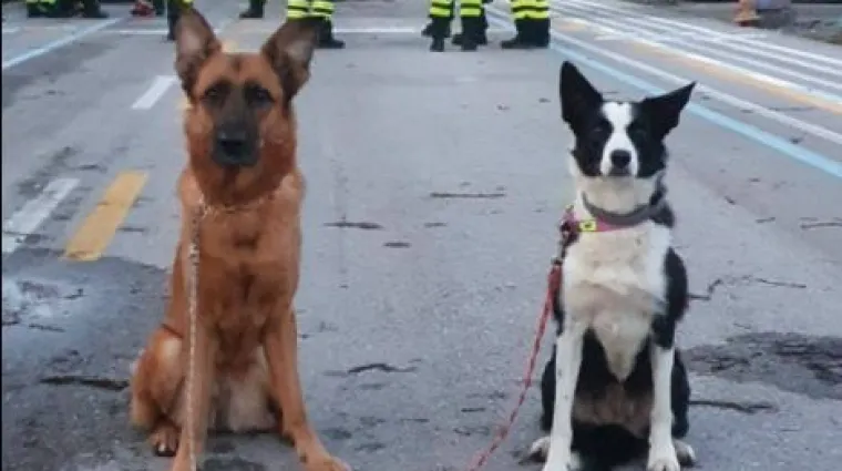 I oni su heroji: Vjerni potražni psi traže preživjele pod ru&scaron;evinama u Petrinji