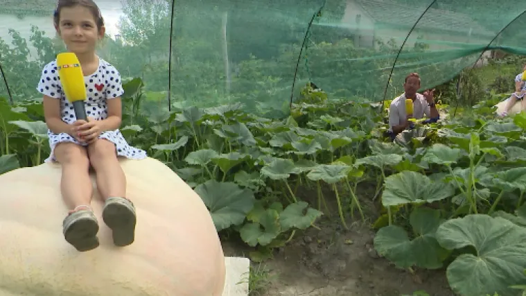 Obitelj Peić uzgaja veliko povrće: Rajčica veličine lopte, krastavac od 40 cm, bundeva od 300 kg