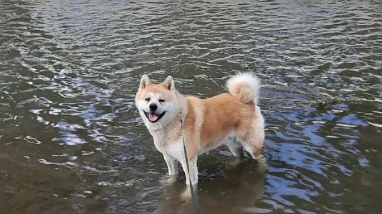 Mu&scaron;karac iz Petrinje traži svog Hachija, nudi i novčanu nagradu