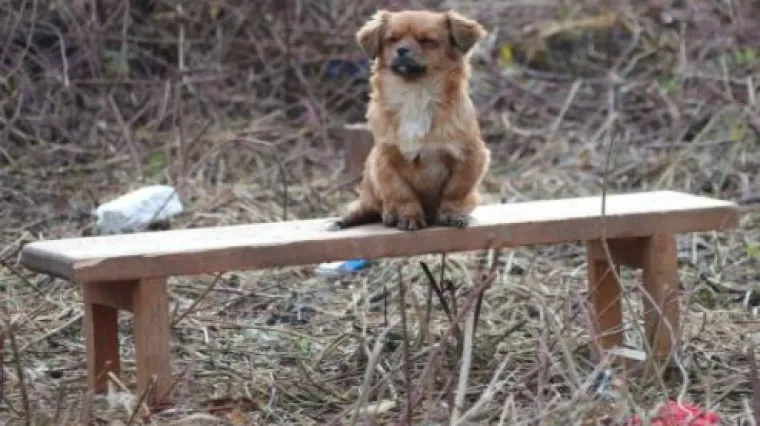 Konačno lijepa vijest: Pas koji je rasplakao Hrvatsku zbrinut je i putuje za Pulu