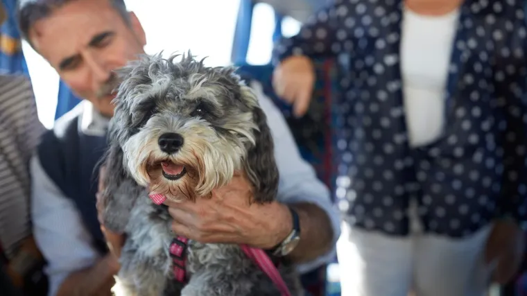 Psi i njihovi vlasnici dijele rizik od razvoja dijabetesa