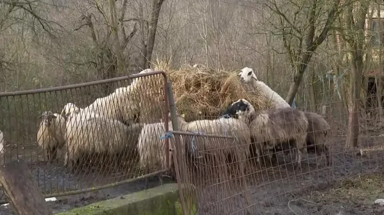 U potresu je bez krova nad glavom ostala i stoka s poljoprivrednih gospodarstava, Ministarstvo je najavilo pomoć