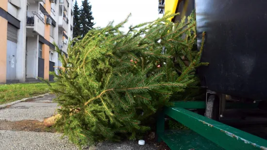 Svećenik za Net.hr objasnio kada treba raskititi bor: 'Predlažem da dočekate kraj božićnog vremena'