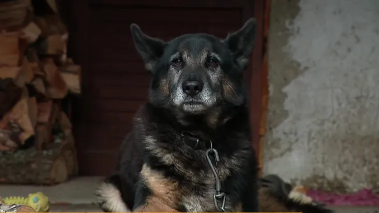 Ne spa&scaron;avajte koga ne treba: Deseci pasa i mačaka nakon potresa su ostali nezbrinuti, ali ne treba ih udomljavati na silu i preko reda