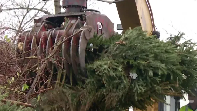 Mnogi su svoja božićna drvca odbacili, ali njihova svrha tu ne staje: Oko 100 tisuća će u biti zbrinuto i odvezeno u kompostane