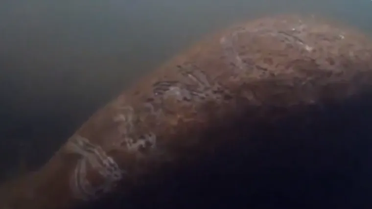 VIDEO Netko je na leđima ugrožene morske krave napisao 'Trump'! Nije jasno kako je to uspio