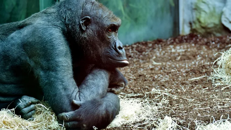 Nakon mačaka i pasa, zabilježen je prvi slučaj zaraze Covidom-19 kod gorila