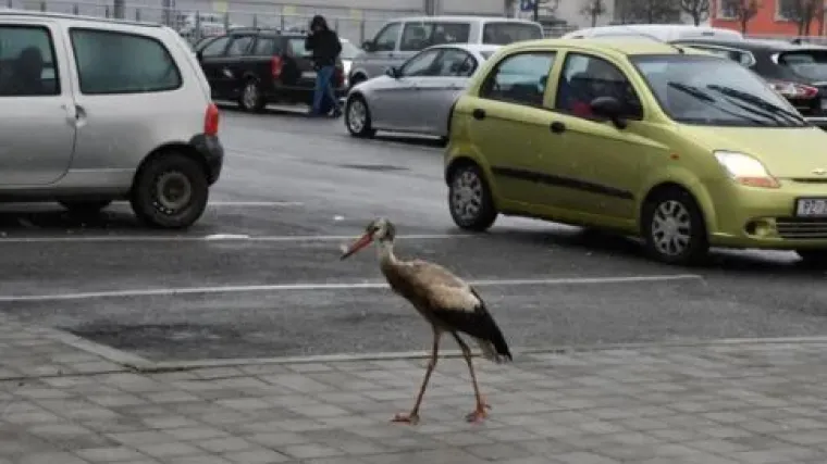 Dragica mirno &scaron;eta Požegom kao da je sredina proljeća - ljudi joj donose hranu