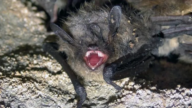 Sve je pokrenuo hrvatski trener kada je vidio mrtvog šišmiša...