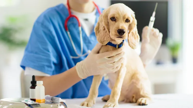 U budućnosti ćemo morati cijepiti mačke i pse protiv Covida-19? 'Rizik nije prevelik, ali postoji...'