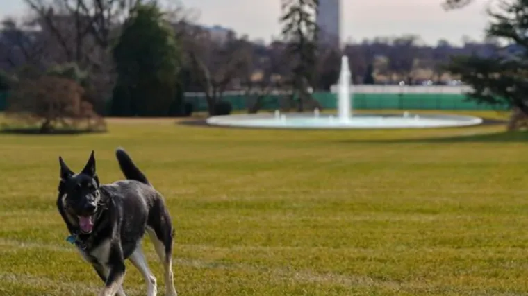 'Prvi američki psi' Champ i Major stigli su u Bijelu kuću