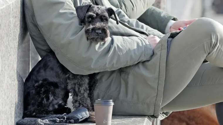 U BiH potvrđen prijenos koronavirusa s čovjeka na psa: Životinja nije imala simptome