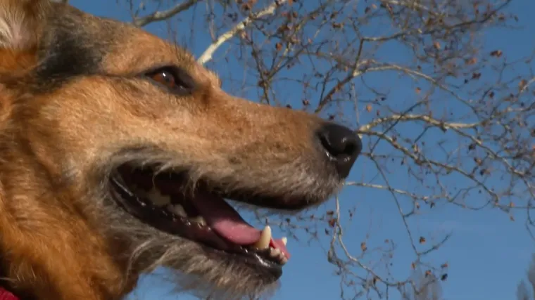 Kandidati za prvog psa Zagreba su Rudi, Bo&scaron;ko, Aron i Bobby McGee