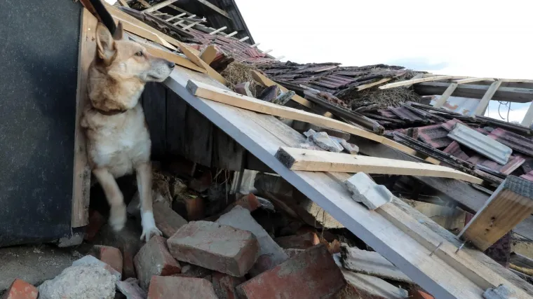 FOTO Ovaj pas vi&scaron;e od mjesec dana vjerno čuva kuću koja je razru&scaron;ena u potresu na Banovini